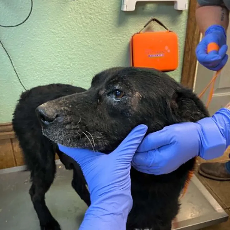 A young medium-sized male Black Labrador Retriever dog named Four for adoption in Madill, OK