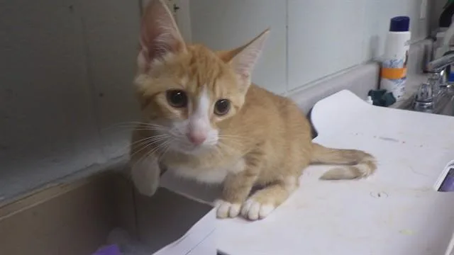 A baby small-sized female Domestic Medium Hair cat named Sasha for adoption in Augusta, GA