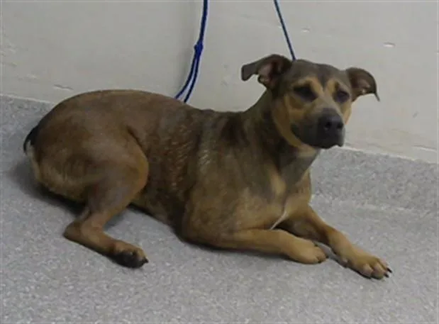 A young medium-sized female Pit Bull Terrier dog named A for adoption in Pasadena, TX