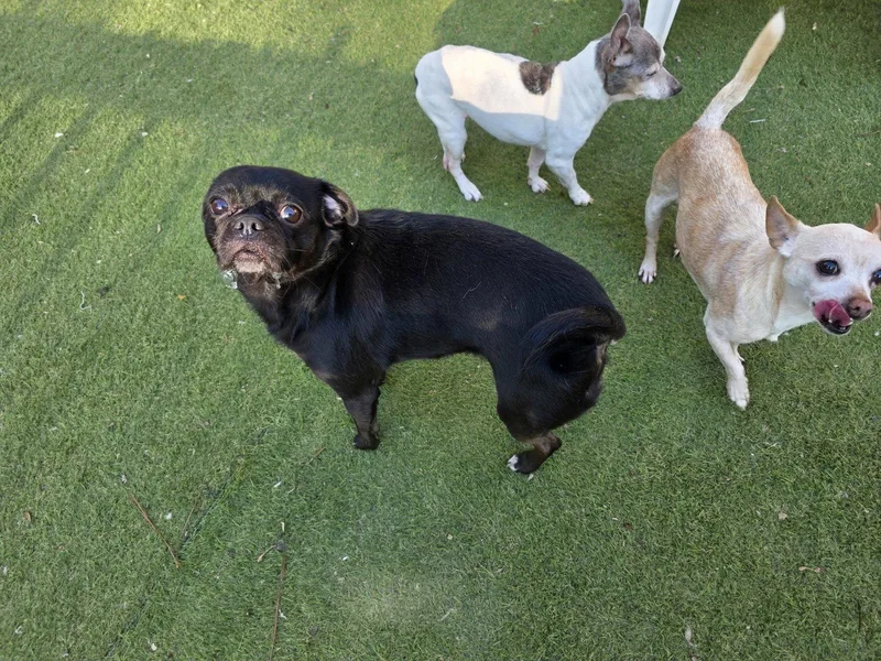 A baby small-sized male Dachshund dog named Beetle Bug for adoption in Alpharetta, GA
