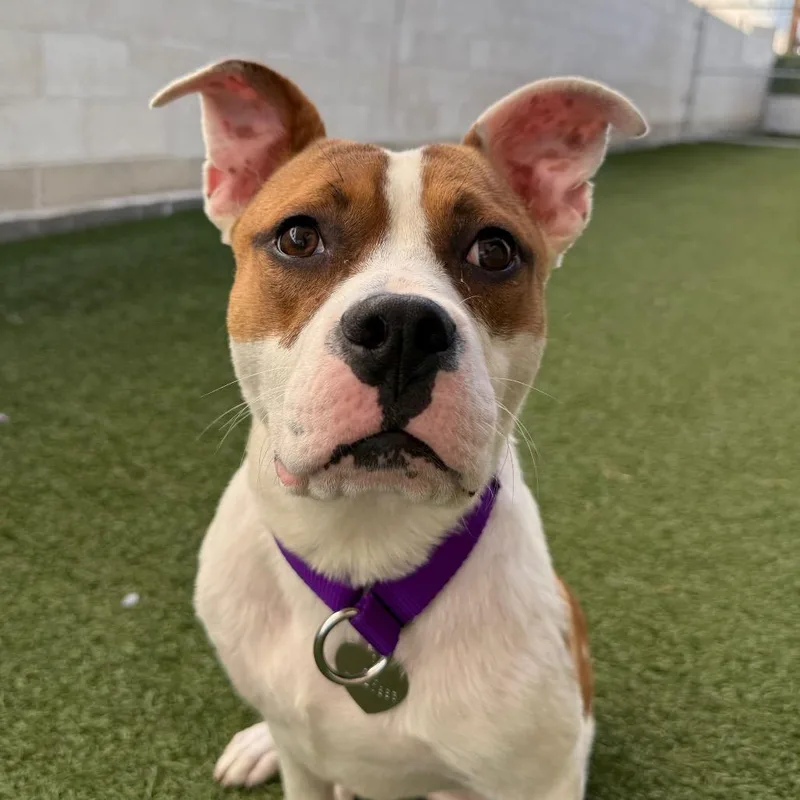 A young medium-sized male Brown / Chocolate Pit Bull Terrier dog named Peanut for adoption in Los Angeles, CA