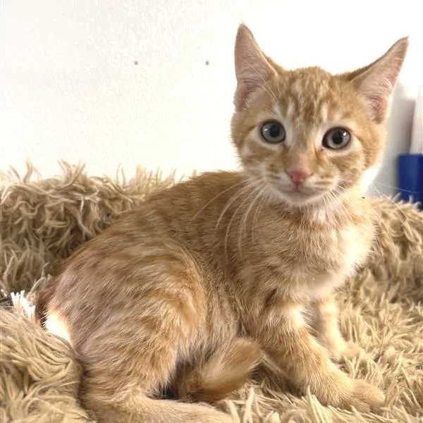 A baby small-sized female Orange / Red American Shorthair cat named TinaTiny for adoption in Mount Shasta, CA