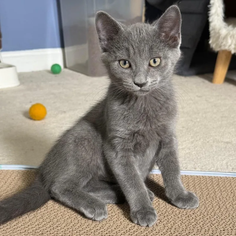 A baby small-sized male Gray / Blue / Silver Domestic Short Hair cat named Mango for adoption in Gibsonia, PA