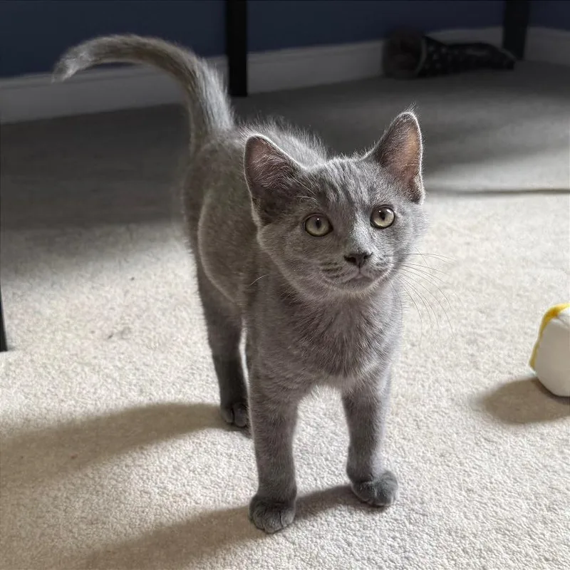 Mango thumbnail 2