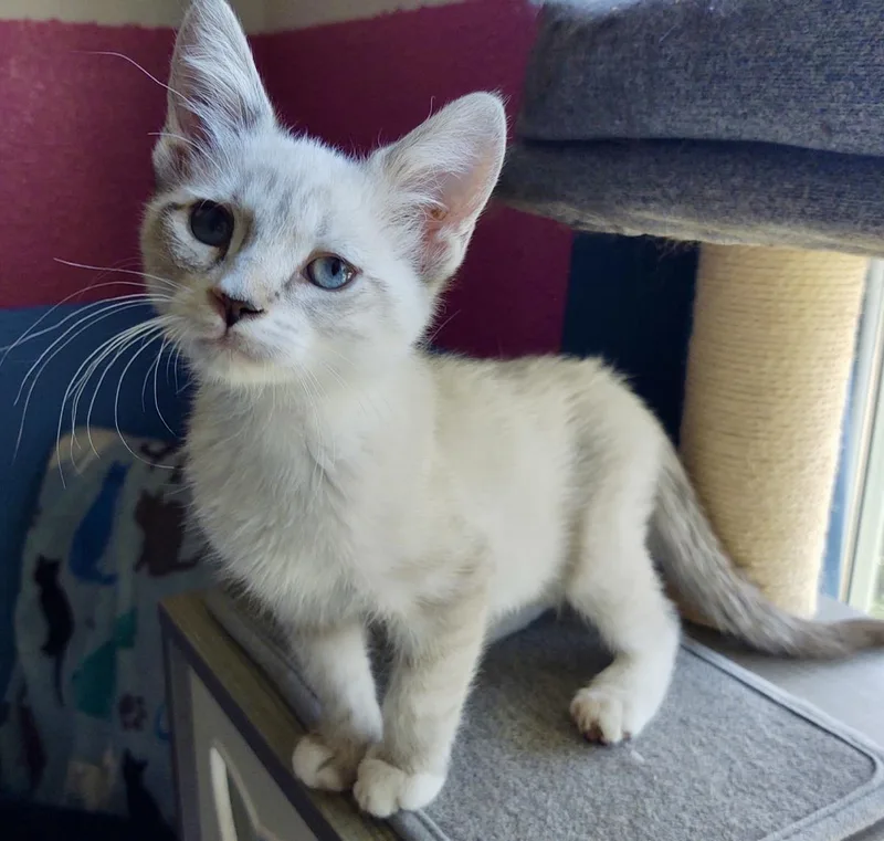 A baby small-sized male Siamese cat named Dusty Vonwhiskers for adoption in Chandler, AZ