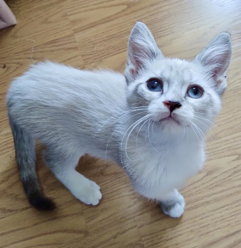 Dusty Vonwhiskers thumbnail 2
