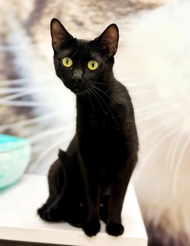 A young medium-sized female Black Domestic Short Hair cat named Sally for adoption in Deltona, FL