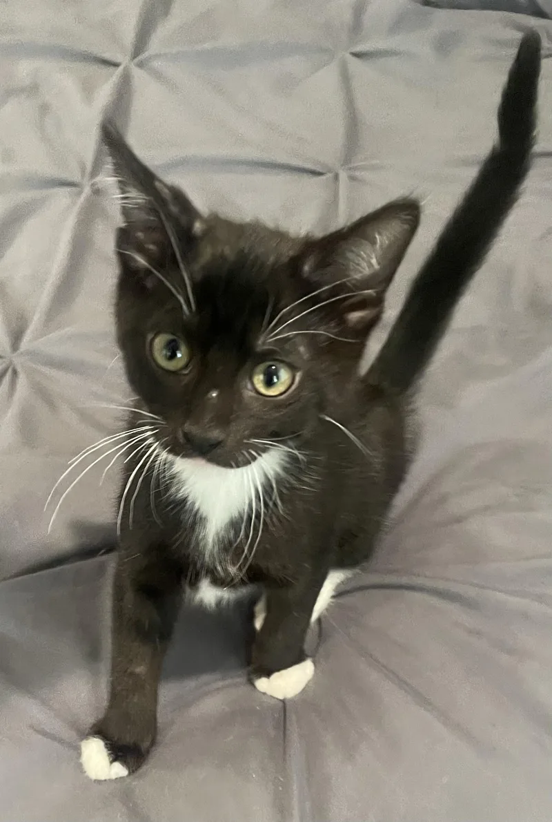 A baby medium-sized female Black & White / Tuxedo Domestic Short Hair cat named Paigeportofino Petsmart for adoption in Spring, TX