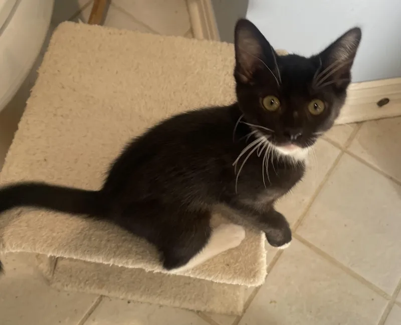 Paigeportofino Petsmart thumbnail 2