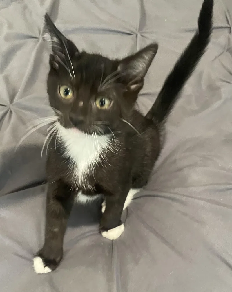 Paigeportofino Petsmart thumbnail 3