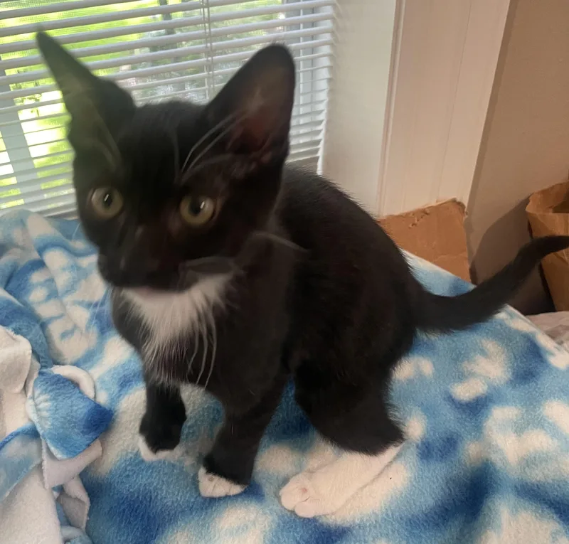 Paigeportofino Petsmart thumbnail 4
