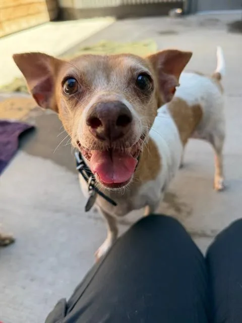 An adult small-sized female Terrier dog named Lottie for adoption in Brighton, CO