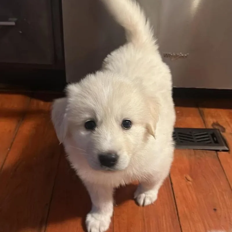 A baby large-sized female White / Cream Mixed Breed dog named Ayla for adoption in Fredericksburg, VA