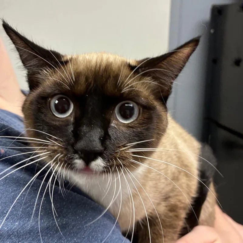 A young medium-sized female Brown / Chocolate Siamese cat named Athena for adoption in Birmingham, AL
