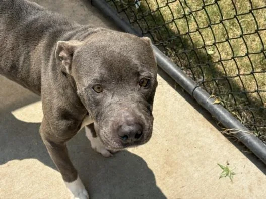 An adult large-sized male Pit Bull Terrier dog named Dennis for adoption in Tulsa, OK