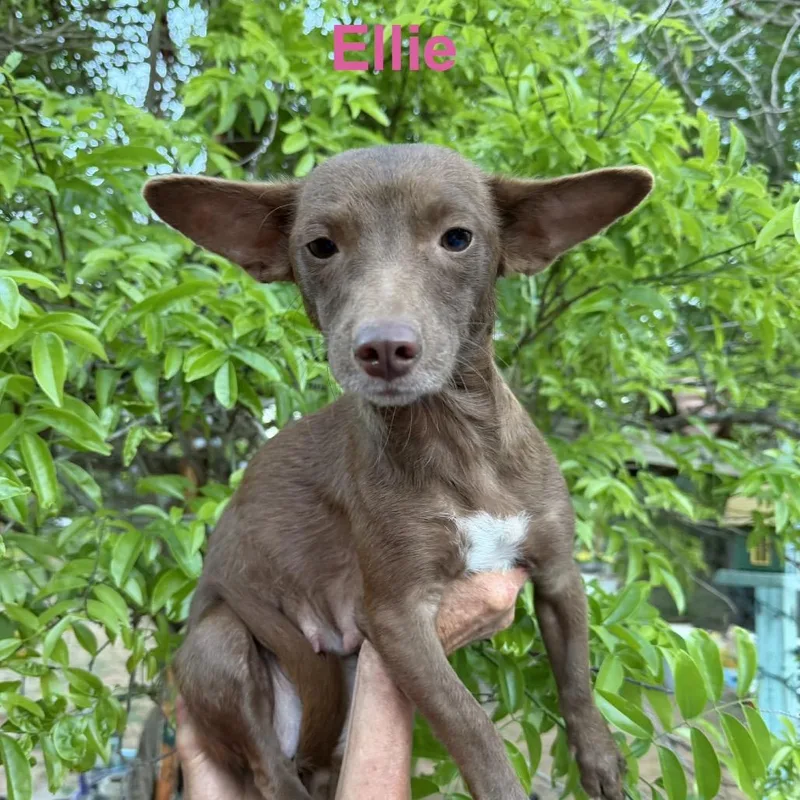 A young small-sized female Brown / Chocolate Chihuahua dog named Ellie for adoption in Wadena, MN
