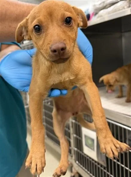 A baby small-sized female Chihuahua dog named A for adoption in Oklahoma City, OK