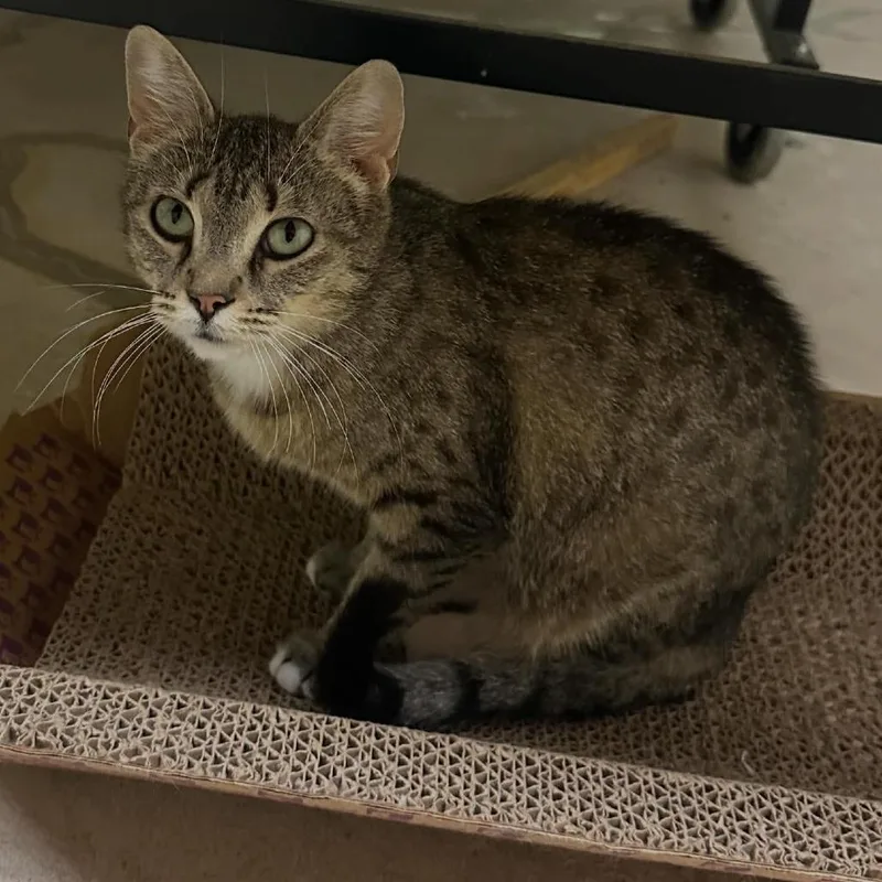 An adult medium-sized female Brown / Chocolate Domestic Short Hair cat named Aurora for adoption in DeKalb, IL