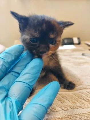 A baby small-sized female Domestic Short Hair cat named Baby May for adoption in Fishers, IN