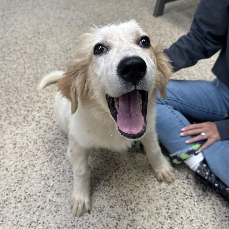 A baby large-sized male Great Pyrenees dog named Brownie for adoption in Philadelphia, PA