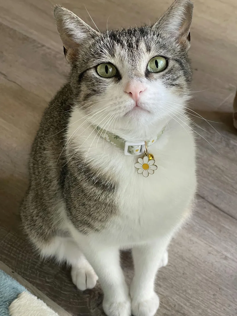 A young medium-sized female Tabby (Gray / Blue / Silver) Domestic Short Hair cat named Michiwi for adoption in Houston, TX