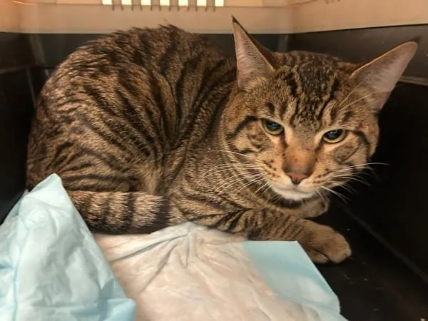 A young large-sized male Domestic Short Hair cat named Daba for adoption in New York, NY