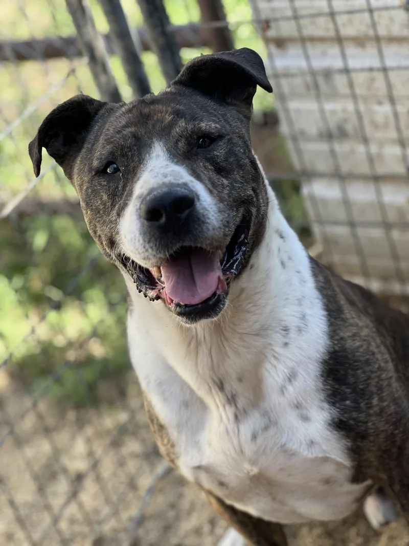 An adult large-sized male Mixed Breed dog named Southy for adoption in Canyon, TX
