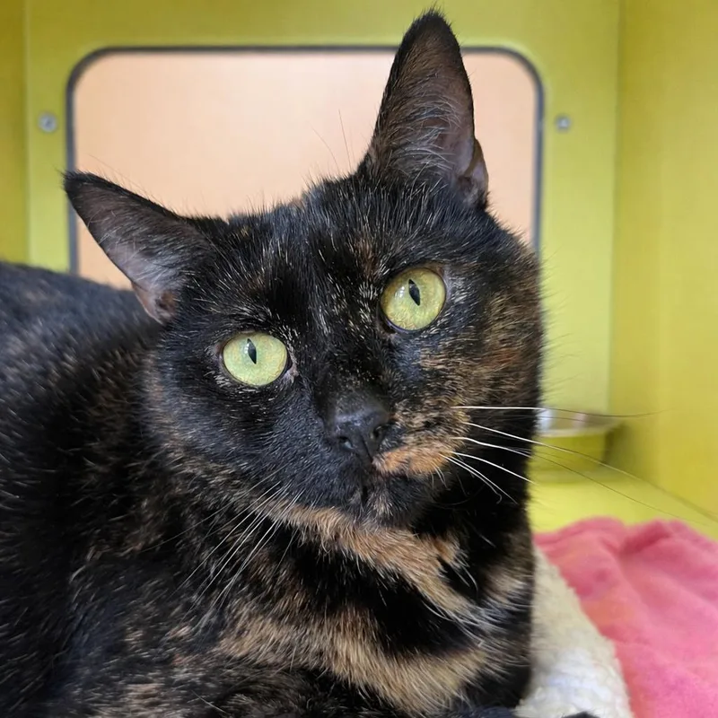 An adult medium-sized female Tortoiseshell Domestic Short Hair cat named Pyra for adoption in Pontiac, MI