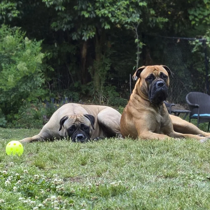 A young large-sized male Yellow / Tan / Blond / Fawn Bullmastiff dog named Cooper & Gracie  for adoption in Templeton, MA