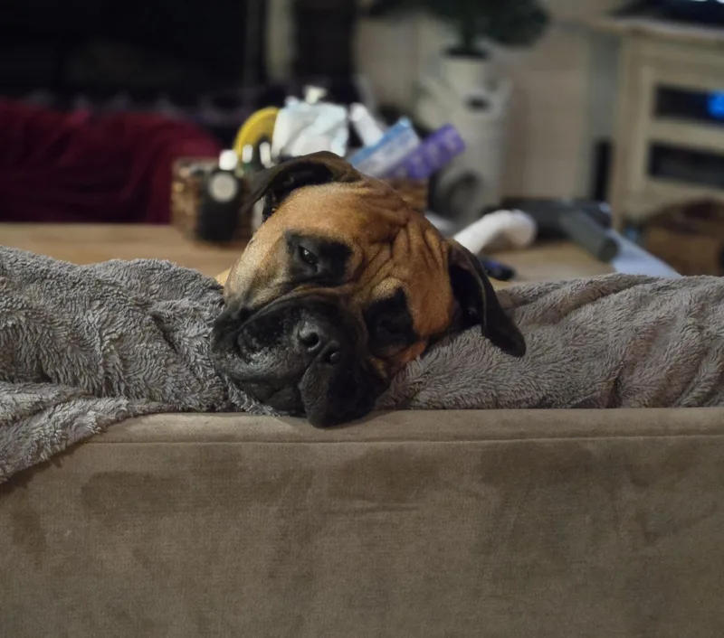 Cooper & Gracie  thumbnail 3