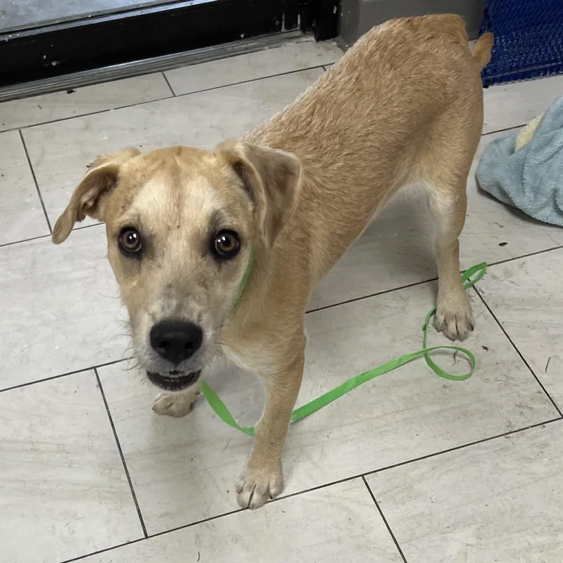 A baby medium-sized female Yellow / Tan / Blond / Fawn Terrier dog named Legacy for adoption in Lufkin, TX