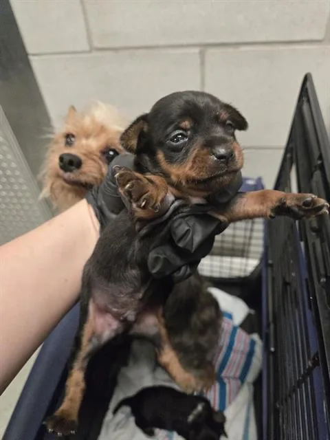 A baby small-sized male Mixed Breed dog named Ben for adoption in Dallas, TX
