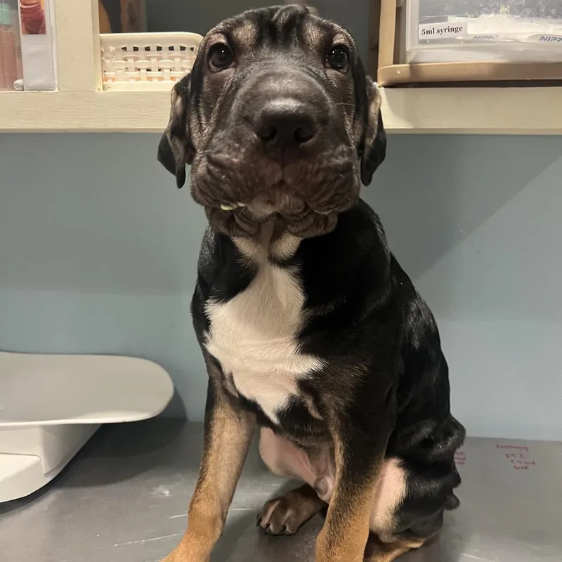 A baby medium-sized male Black Mixed Breed dog named Sammich for adoption in Chattanooga, TN