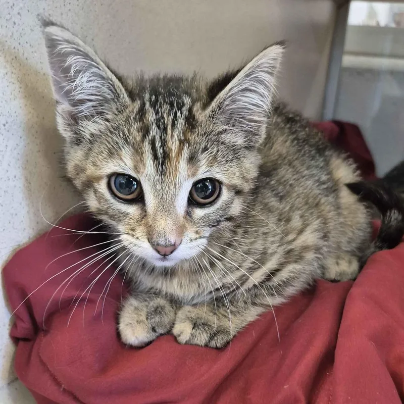 A baby small-sized female Brown / Chocolate Domestic Short Hair cat named Fajita for adoption in Gloucester, VA