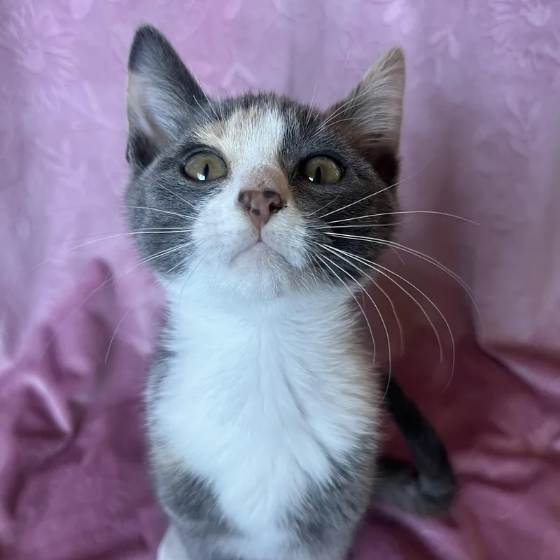 A baby medium-sized female Dilute Calico cat named Maelle for adoption in Ephrata, WA