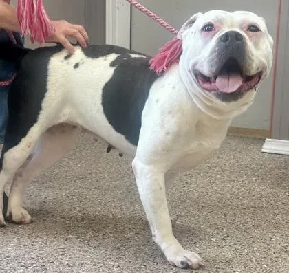 An adult large-sized female Pit Bull Terrier dog named Winnie for adoption in Pendleton, OR