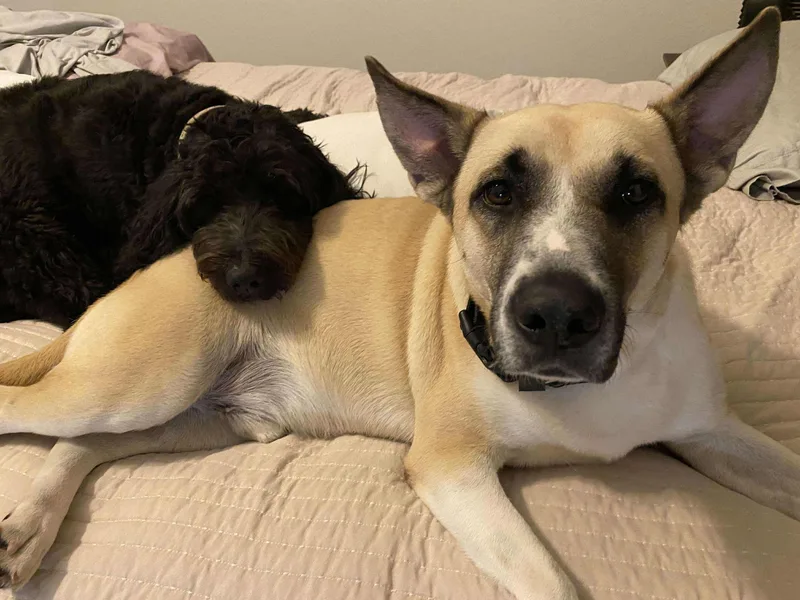 A young large-sized male Shepherd dog named Jack for adoption in Conroe, TX