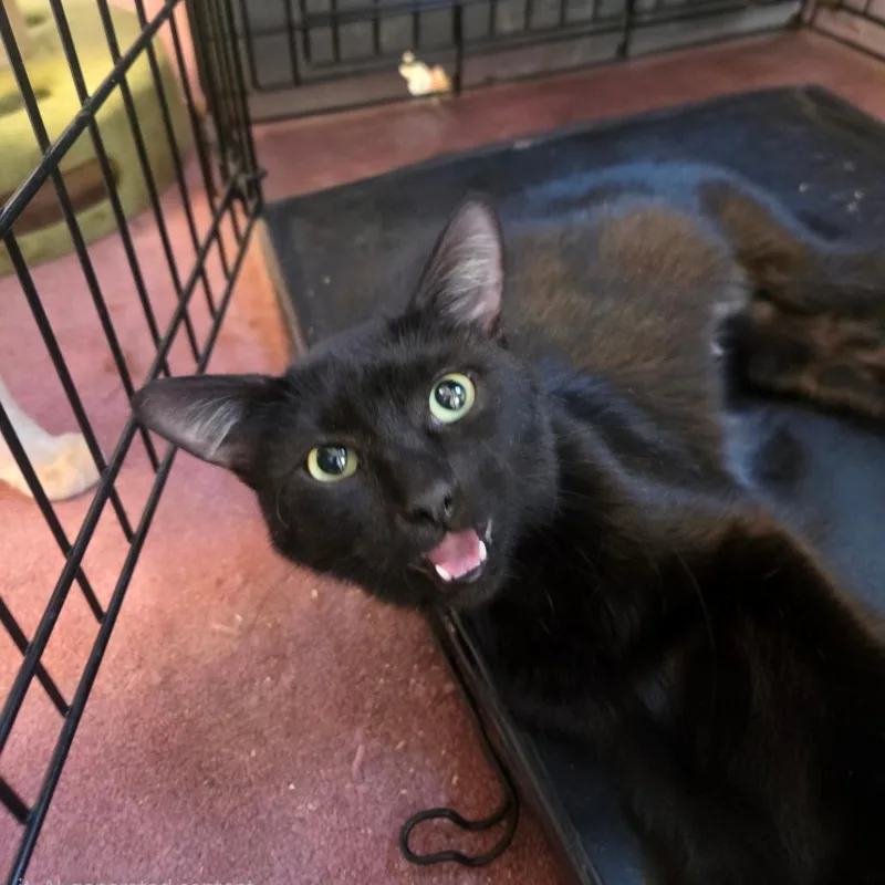 A young medium-sized female Black American Shorthair cat named Pear for adoption in Klamath Falls, OR