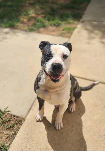 An adult medium-sized male Black Pit Bull Terrier dog named Copper for adoption in Stanley, VA