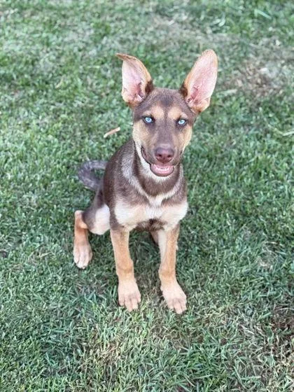 A baby large-sized female German Shepherd Dog dog named Indigo for adoption in Morton Grove, IL