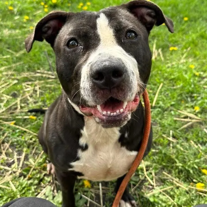 An adult large-sized female Black Mixed Breed dog named Neve for adoption in Wheeling, IL