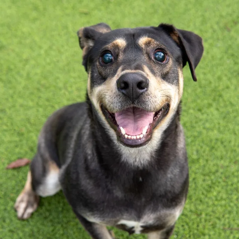 Napoleon thumbnail 2