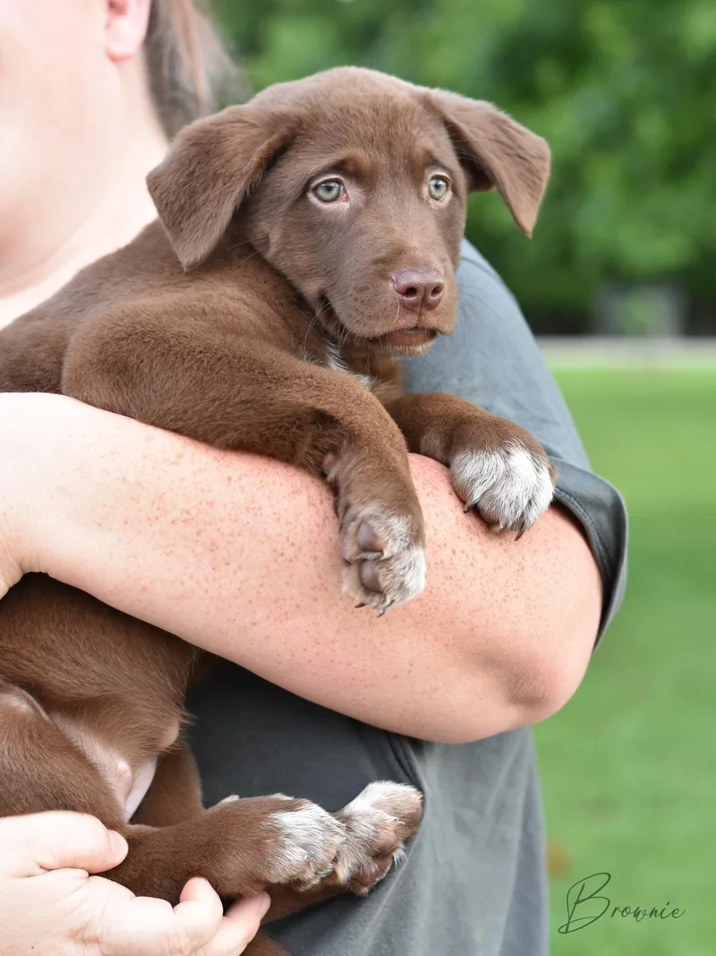 A baby large-sized female Labrador Retriever dog named Brownie for adoption in Conroe, TX