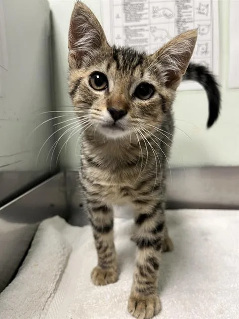 A baby small-sized male Domestic Short Hair cat named October for adoption in Santa Cruz, CA