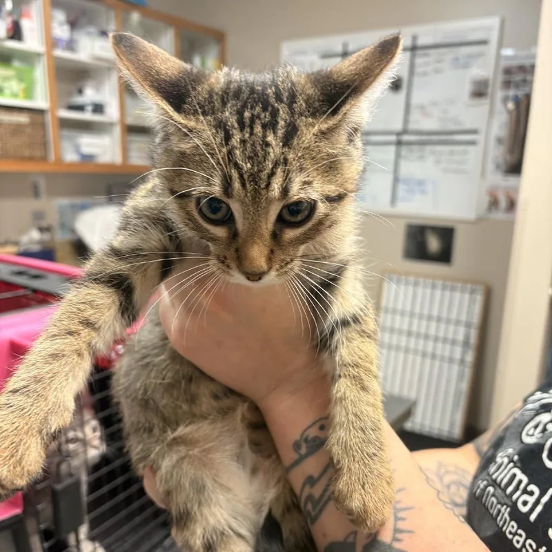 A baby small-sized male Brown / Chocolate Domestic Short Hair cat named South for adoption in Norfolk, NE