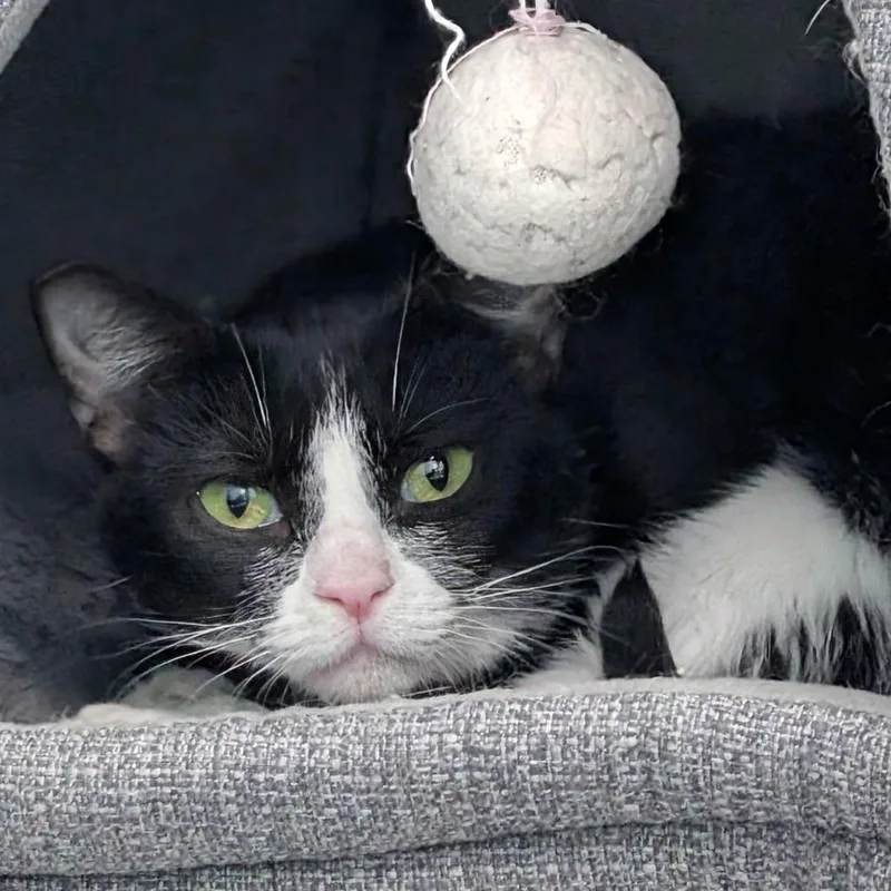An adult medium-sized female Black Domestic Short Hair cat named Greentea Mochi for adoption in Lakewood, CO