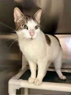 Limerick thumbnail 2