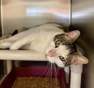 Limerick thumbnail 3