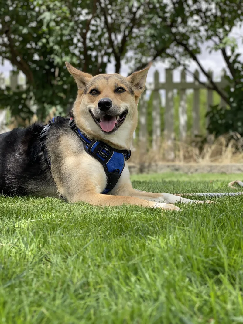 An adult medium-sized female Bicolor Border Collie dog named Tully for adoption in Pasco, WA
