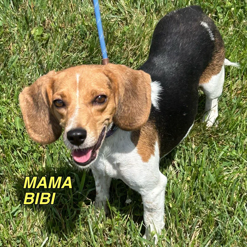 A baby small-sized female Beagle dog named Cici for adoption in Norwood, OH